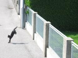 Tierrettung