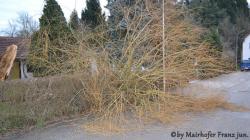 Sturmschaden 09.01.2015