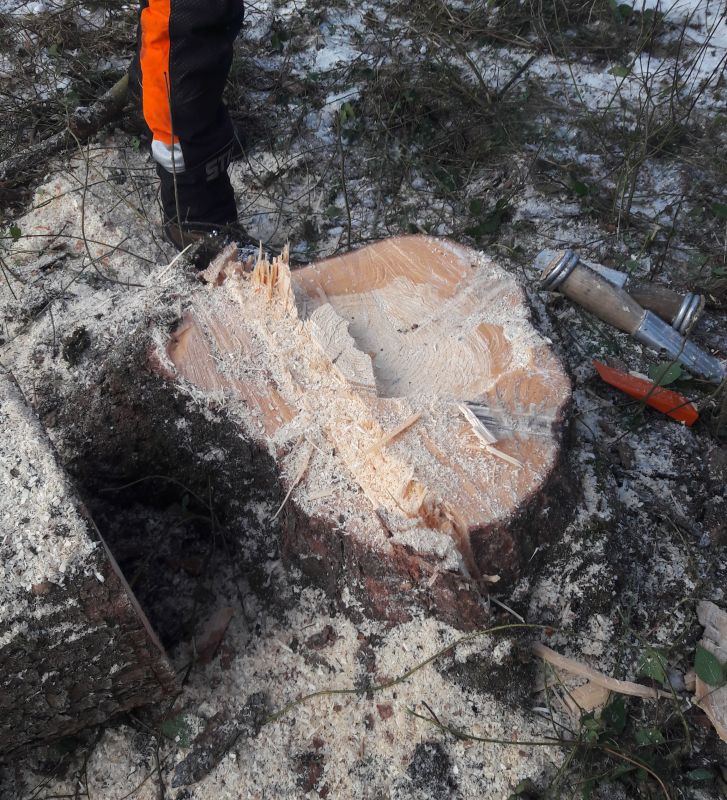 Schulung - Motorkettens�gen